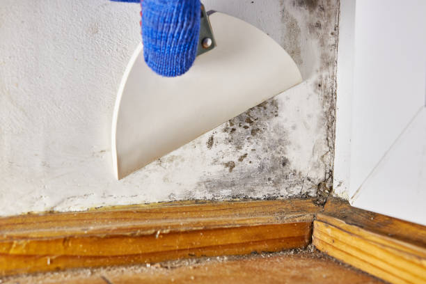 Best Commercial Mold Inspection  in Home, WA