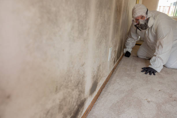 Best Environmental Consulting for Mold Prevention  in Home, WA